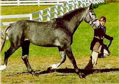 Irish Draght Horse